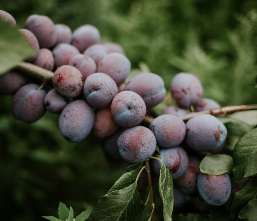 Closeup shot of plums on the branch with a blurred natural background