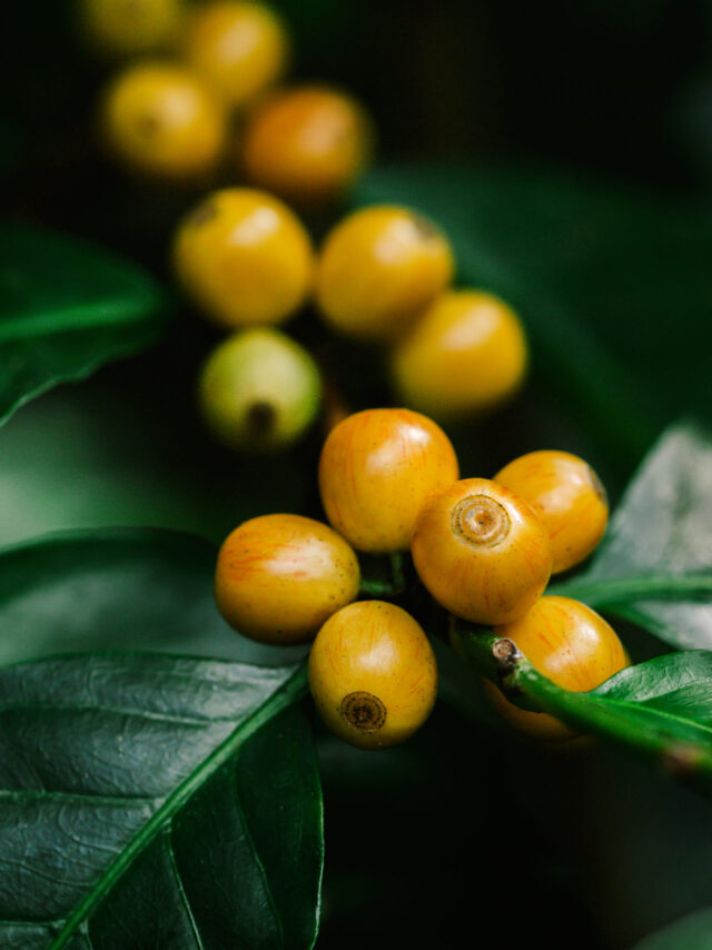 yellow catimor Coffee beans ripening on tree in North of thailan